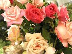 Roses