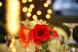 Valentine's Day Roses